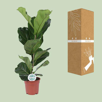 Ficus lyrata – Geigen – Feige – Zimmerpflanze – Luftreinigend – Dekorativ – Ø17cm – Höhe ca. 60cm – Pflegeleicht – Wohnzimmerpflanze