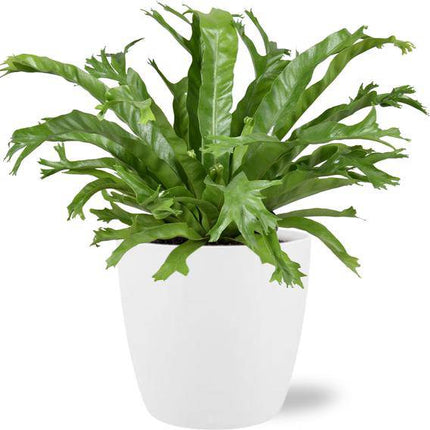 Asplenium Nidus Crissie – Nestfarn – Zimmerpflanze – 40 cm hoch – Ø17 cm – inkl. Topf Brüssel Weiß Ø18x17 cm – dekorativ, pflegeleicht, tropisches Grün