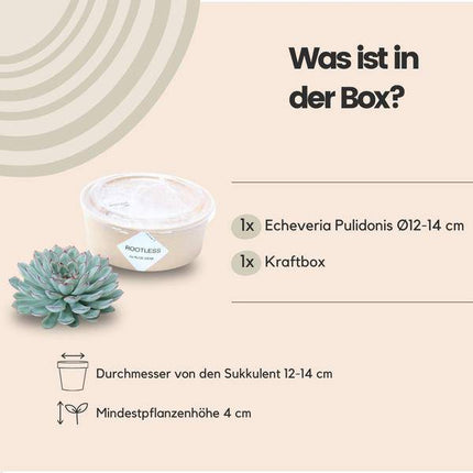 Sukkulente – Echeveria pulidonis ROOTLESS – Ø12–14cm – Zimmerpflanze ohne Wurzeln – Pflegeleichte Schnitt-Sukkulente als Tischdeko & Geschenkidee