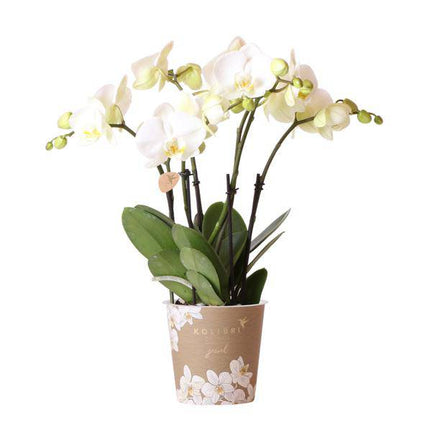 Weiße Phalaenopsis Orchidee Juwel Gent – Blühende Zimmerpflanze – Ø12cm – Elegante weiße Blüten – Perfekt für Zuhause & Büro