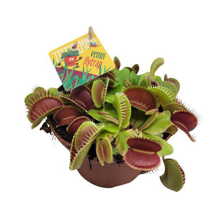 Venusfliegenfalle – Dionaea Muscipula – Fleischfressende Pflanze – Ø12cm – ↕12cm – Exotische Zimmerpflanze mit Fangblättern – Pflegeleicht & dekorativ