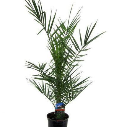Phoenix Canariensis – Kanarische Dattelpalme – Exotische Zimmer- und Kübelpflanze – Palme für Garten, Terrasse & Wohnung – Ø15cm – ↕80cm