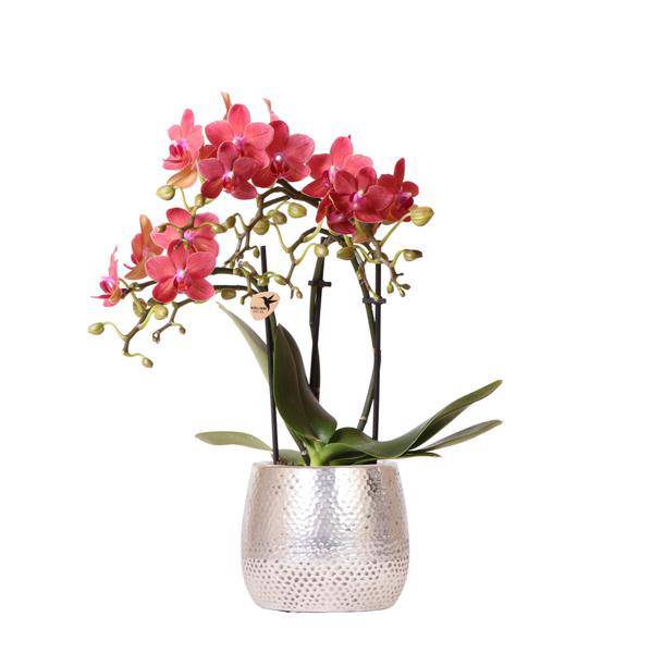 Phalaenopsis Orchidee Rot – Congo – Mit Elite Topf Silber – Ø9cm – Höhe ca. 40cm – Blühende Zimmerpflanze mit 2-3 Zweigen – Edle Deko für Zuhause & Büro