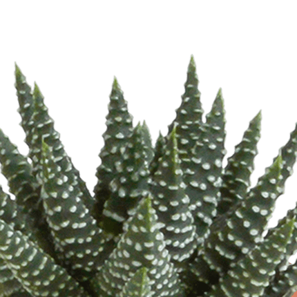 Kakteen und Sukkulenten Mix – 15 Pflanzen – Ø5,5cm Zimmerpflanzen – Verschiedene Arten wie Cereus, Echeveria, Haworthia & Crassula