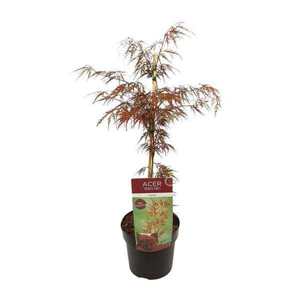 Fächerahorn Acer palmatum 'Granat' Gartenpflanze Ø19cm ↕40cm – winterharte Pflanze für Garten, Balkon, Terrasse, Kübel & Beet online kaufen
