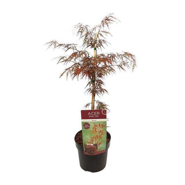Fächerahorn Acer palmatum 'Granat' Gartenpflanze Ø19cm ↕40cm – winterharte Pflanze für Garten, Balkon, Terrasse, Kübel & Beet online kaufen