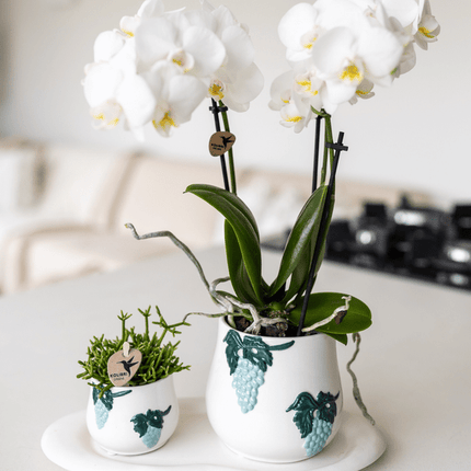 Wolkenteller Ovales Tablett – Weiß – Ø30cm – Dekotablett aus Metall für Orchideen, Pflanzensets & Wohnaccessoires – Modernes Deko