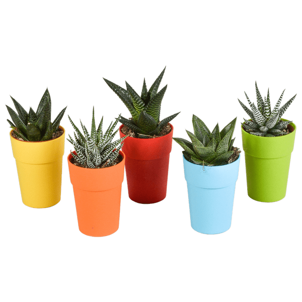 Sukkulenten Mix Gasteria & Haworthia – 5 Pflanzen – Ø5,5cm Zimmerpflanzen im Kunststofftopf mit Holzbeinen – Verschiedene Mini-Sukkulenten – Pflegeleichte Pflanzen für Fensterbank, Büro & Wohnzimmer