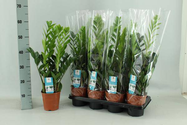 Glücksfeder Zamioculcas – Ø14cm – 65cm hoch – Pflegeleichte Zimmerpflanze – Robust & luftreinigend