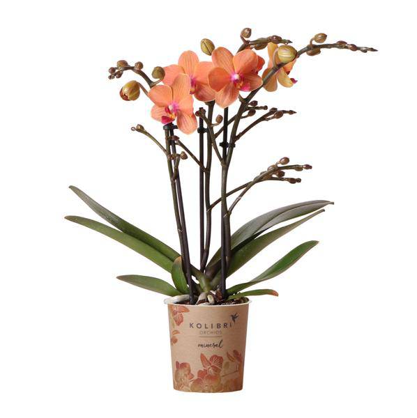 Phalaenopsis Orchidee „Mineral Bolzano“ – Orange – Ø9cm – Blühende Zimmerpflanze mit 2–3 Zweigen – Leuchtender Farbakzent