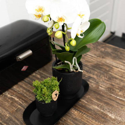 Ovales Tablett Schwarz – Ø30cm x 13cm – Metall-Deko-Tablett für Pflanzensets, Orchideen & Wohnaccessoires – Stilvoller Pflanzenuntersetzer