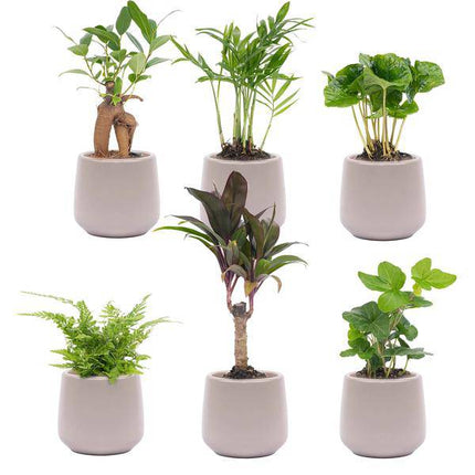 Zimmerpflanzen Set – 6 Pflanzen + Keramiktopf „Joey“ Grau Matt – Mini Urban Jungle – Pflegeleicht – Hedera, Farn, Bonsai u.a. – Topf Ø8 cm