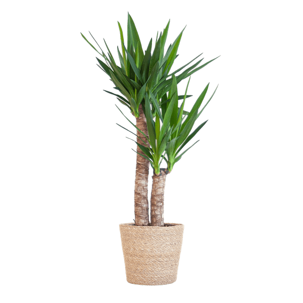 Yucca Elephantipes – Riesen – Palmlilie – Zimmerpflanze – 90cm hoch – Ø21cm – inkl. Naturkorb – pflegeleicht, robust, dekorativ