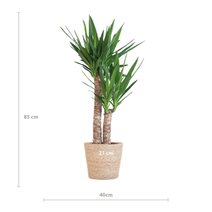 Yucca Elephantipes – Riesen – Palmlilie – Zimmerpflanze – 90cm hoch – Ø21cm – inkl. Naturkorb – pflegeleicht, robust, dekorativ
