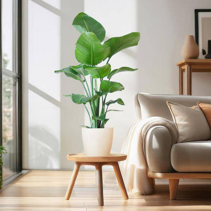 Strelitzia Nicolai – Baum-Strelitzie – Zimmerpflanze – 80 cm – Ø21 cm – inkl. Topf Viber Weiß – Große Blätter, tropisches Flair, pflegeleicht