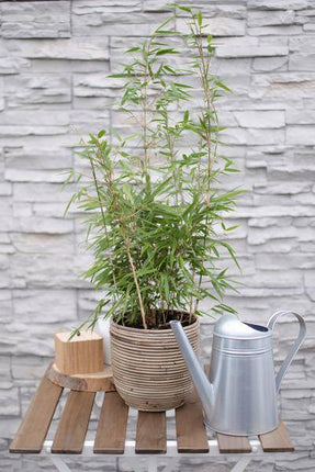 Schirmbambus Fargesia rufa Ø19cm ↕60cm – hochwertiges Produkt für Pflanzen, Garten, Zuhause, Dekoration & moderne Einrichtung