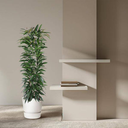 Schmalblättriger Gummibaum – Ficus Alii King 150cm – Ø29cm – Zimmerpflanze mit langen dunkelgrünen Blättern – Elegante Dekopflanze für Wohnzimmer, Büro & Wintergarten – Pflegeleicht