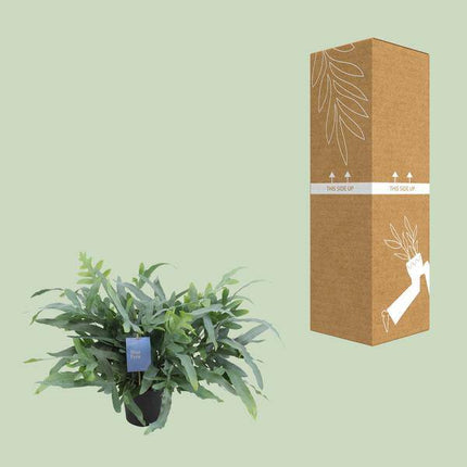 Blauer Tüpfelfarn – Phlebodium Aureum Blue Star – Zimmerpflanze – Ø17cm – ↕50cm – Tropischer Farn mit blaugrünem Blattwerk – Pflegeleicht & luftreinigend