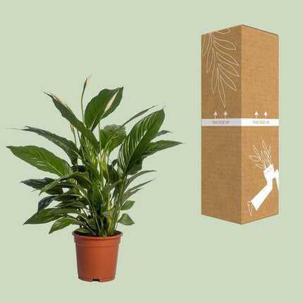 Einblatt Spathiphyllum Vivaldi – Ø17cm – ↕70cm – Pflegeleichte Friedenslilie mit weißen Blüten