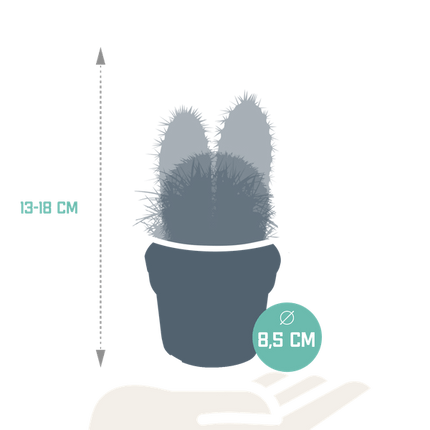 Kakteen Mix – 3 Zimmerpflanzen – Ø8,5cm – Verschiedene Kakteen im Mix – Pflegeleichte Sukkulenten – Mini-Kakteen für Fensterbank, Büro & Wohnzimmer