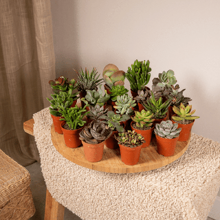 Sukkulenten Mix – 20 Pflanzen– Ø5,5cm – ↕7cm – pflegeleichte Zimmerpflanzen im Kunststofftopf – bunte Auswahl mit Aloe Vera, Echeveria, Haworthia, Kalanchoe & Sedum – dekorative Mini Pflanzen für Zuhause & Büro