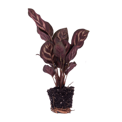 Calathea Makoyana Zimmerpflanze – pflegeleichte Grünpflanze für Wohnzimmer, Büro & helle Standorte kaufen