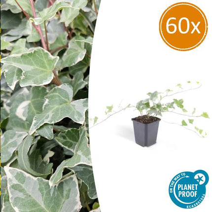 Weißgrüner Efeu Hedera helix 'Glacier' – ↕10-25cm – Ø9cm – 60 Pflanzen – Winterhart – Bodendecker & Kletterpflanze – Sonne & Schatten – Pflegeleicht