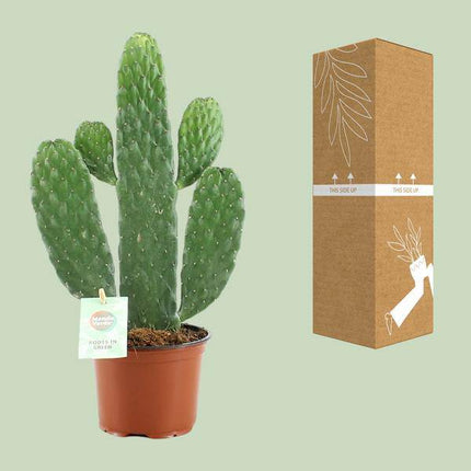 Feigenkaktus Opuntia Rubescens Consolea Zimmerpflanze Ø12cm ↕35cm – pflegeleichte Sukkulente für Wohnzimmer, Büro & helle Standorte kaufen