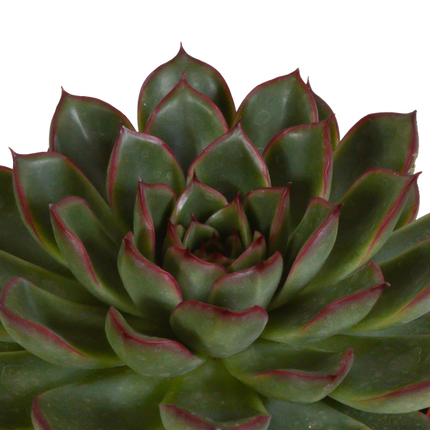 Echeveria Mix – Steinrose 3 Pflanzen – Ø10,5cm Zimmerpflanzen im weißen Topf – Verschiedene Sukkulenten