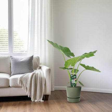 Alocasia Macrorrhiza – Riesenblättriges Pfeilblatt – Ø19cm – ↕70cm Höhe – Exotische Zimmerpflanze mit großen dekorativen Blättern – Pflegeleicht & luftreinigend