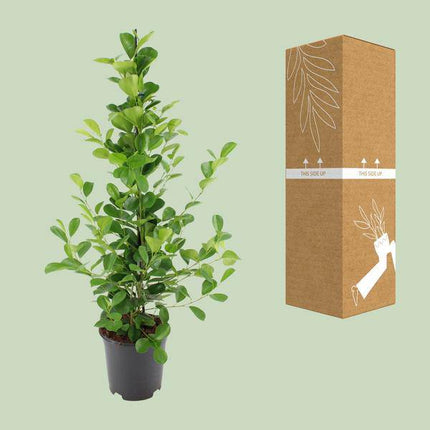 Chinesische Feige – Ficus microcarpa Moclame – ca. 95–105cm hoch – Ø21cm – Zimmerpflanze – Pflegeleichte & luftreinigende Grünpflanze für Wohnzimmer & Büro