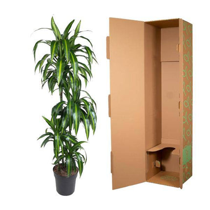 Drachenbaum – Dracaena Hawaiiana 180cm – Ø24cm – Elegante Zimmerpflanze mit hellgrünen glänzenden Blättern – Pflegeleichte Grünpflanze für Wohnzimmer, Büro & Wintergarten