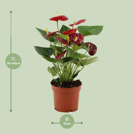 Anthurium Calon – Flamingoblume – Zimmerpflanze – Ø12cm – ↕36cm – Tropische Blühpflanze mit herzförmigen Blüten – Luftreinigend & pflegeleicht – Für Zuhause & Büro