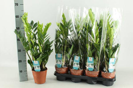 Glücksfeder Zamioculcas – Zimmerpflanze – Ø14cm – 65cm hoch – Pflegeleicht & robust – Ideal für Wohnzimmer & Büro