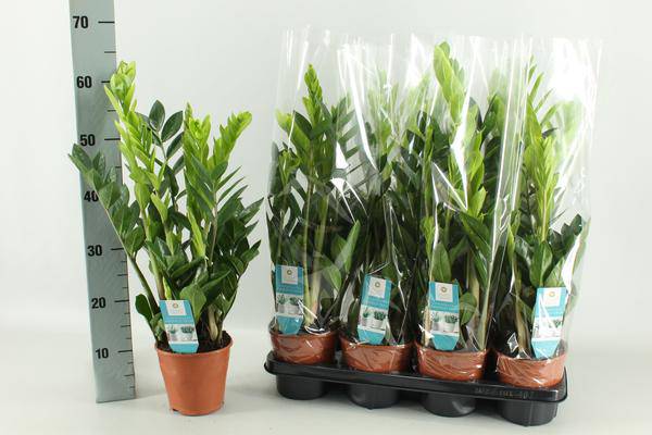 Glücksfeder Zamioculcas – Zimmerpflanze – Ø14cm – 65cm hoch – Pflegeleicht & robust – Ideal für Wohnzimmer & Büro