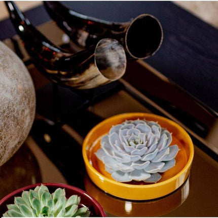 Sukkulente – Echeveria pulidonis ROOTLESS – Ø20cm Schale „Gelb“ – Zimmerpflanze ohne Wurzeln – Pflegeleichte Schnitt-Sukkulente als Tischdeko & Geschenkidee