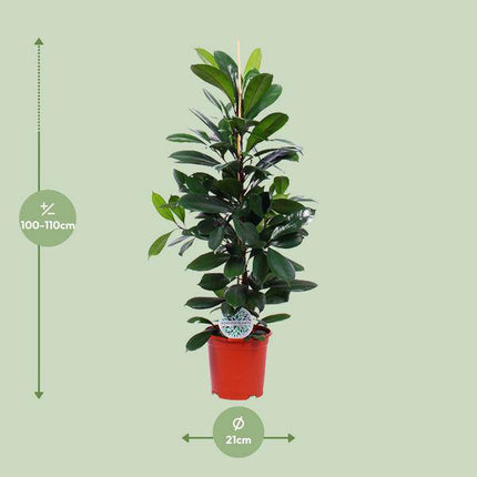 Gummibaum Ficus Cyathistipula – Zimmerpflanze Ø21cm – ca. 105cm hoch – pflegeleichte tropische Pflanze für Wohnzimmer, Büro & Innenraumbegrünung