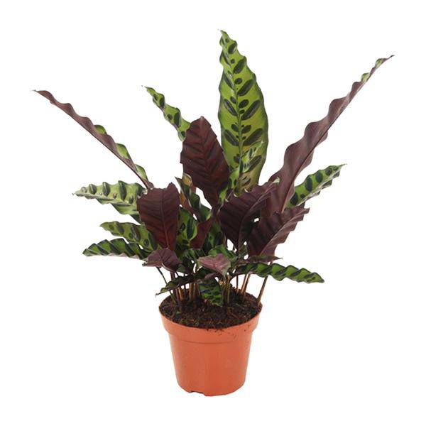 Lanzenblättrige Korbmarante – Calathea Insignis – Zimmerpflanze Ø12cm ↕50cm – exotische luftreinigende Blattschmuckpflanze für Innenräume