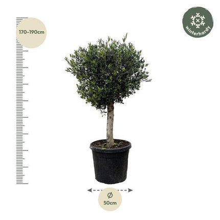 Olivenbaum – Olea Europaea Lorc 180cm – Ø50cm – Mediterrane Kübelpflanze mit silbergrünen Blättern – Edler Olivenbaum für Garten, Terrasse, Balkon & Wintergarten – Pflegeleicht