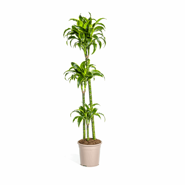 Dracaena Deremensis Dorado – Drachenbaum – Ø24cm – ↕120-140cm – Elegante Zimmerpflanze mit dunkelgrünen Blättern & gelbem Rand – Pflegeleicht & luftreinigend