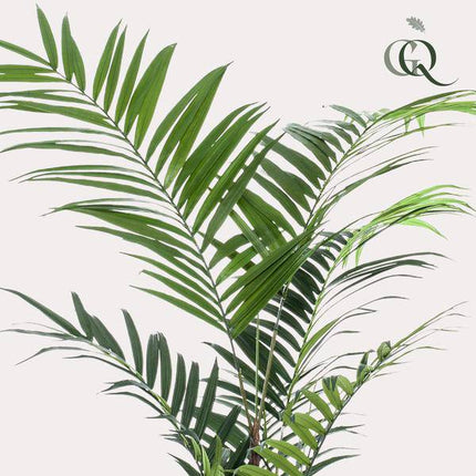 Kunstpflanze Kentia Palme – ca. 210cm hoch – XXL künstliche Kentiapalme mit großen Wedeln – Tropische Zimmerpflanze für Wohnzimmer, Büro & Empfangsbereiche