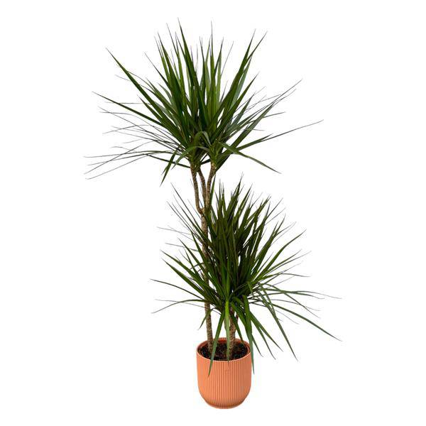 Dracaena Marginata – Drachenbaum – Zimmerpflanze ca. 120cm – ø21cm – inkl. Pflanzgefäß Vibes Fold Rosa D22xH20 – Elegante pflegeleichte Grünpflanze für Wohnzimmer & Büro