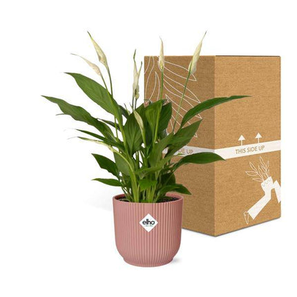Einblatt – Spathiphyllum Torelli – Friedenslilie – Zimmerpflanze Ø12cm + Ziertopf Vibes Fold 14cm Rosa – luftreinigende Blühpflanze für Innenräume