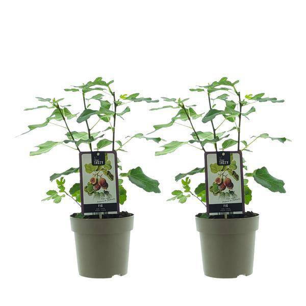 Ficus Precose De Dalmation – Feigenbaum – 2er Set – Ø15cm – Ca. 40cm Höhe – Pflegeleichte Zimmerpflanze mit glänzendem, tropischem Laub