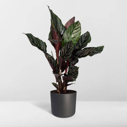 Korbmarante Calathea Ornata – Zimmerpflanze Ø14cm ca. 50cm hoch – Exotische Blattzeichnung – Pflegeleichte Zimmerpflanze für Zuhause & Büro
