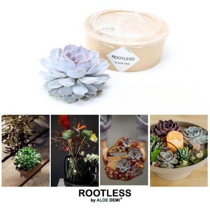 Sukkulente – Echeveria lilacina ROOTLESS – Ø12–14cm – Zimmerpflanze ohne Wurzeln – Pflegeleichte Schnitt-Sukkulente als Tischdeko & Geschenk