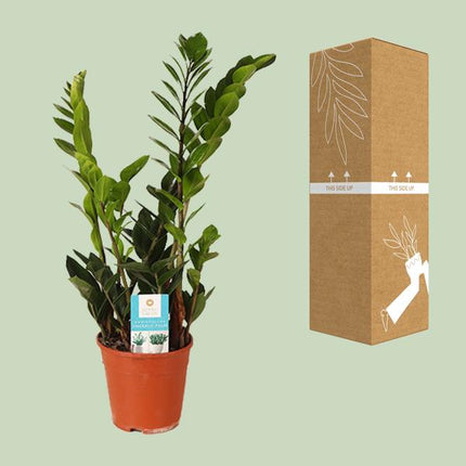 Glücksfeder Zamioculcas Zamiifolia – Zimmerpflanze Ø14 cm – ca. 45 cm hoch – Pflegeleicht & luftreinigend – Ideal für Halbschatten & wenig Licht