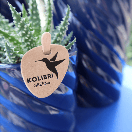 Candy Dekotopf – Hoch – Blau – Ø6cm – Keramik Übertopf in Pastellblau – Stilvoller Blumentopf für Mini – Orchideen & Zimmerpflanzen – Pflanzentopf