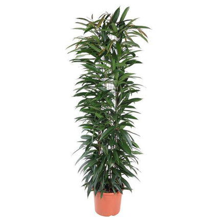 Schmalblättriger Gummibaum – Ficus Alii King 150cm – Ø29cm – Zimmerpflanze mit langen dunkelgrünen Blättern – Elegante Dekopflanze für Wohnzimmer, Büro & Wintergarten – Pflegeleicht