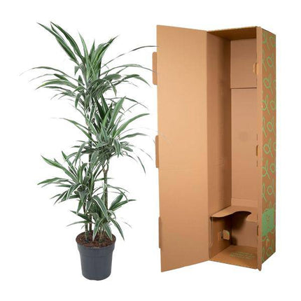 Drachenbaum – Dracaena Warneckei 150cm – Ø24cm – Zimmerpflanze mit weiß-grün gestreiften Blättern – Pflegeleichte Grünpflanze für Wohnzimmer, Büro & Wintergarten